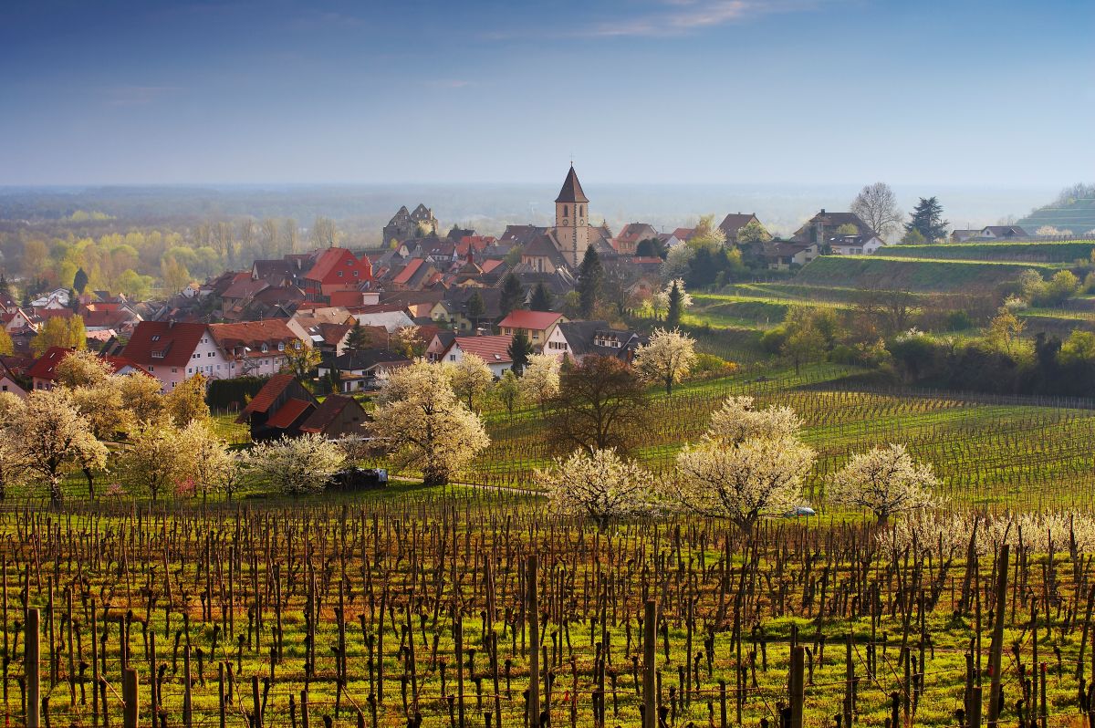 Vineyard rows in bloom with blossoming trees and a hillside village featuring a church tower under a blue sky.