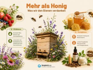 Weltbienentag der UN: verdiente und notwendige Aufmerksamkeit für Bienen