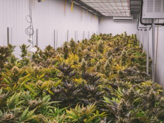 Ein stetig wachsender Markt Cannabis (1)