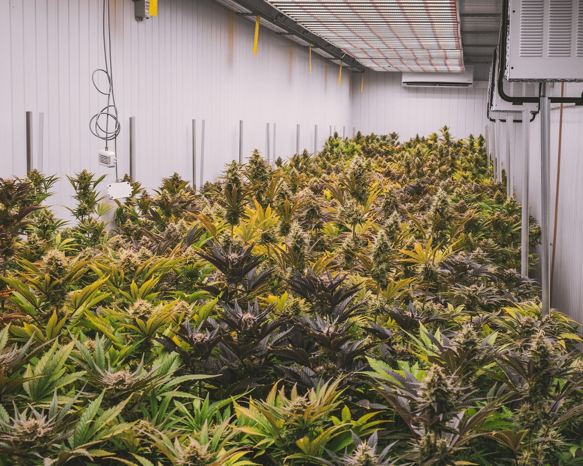 Ein stetig wachsender Markt Cannabis (1)